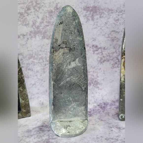 Orthoceras Fossils Self Standing - Picture 11 of 16